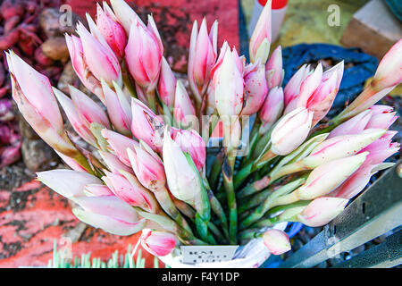 Großhandel Ingwer Blume auf Sonntagsmarkt auch bekannt als Etlingera Elatior zu verkaufen. Selektiven Fokus mit geringer Tiefe des fi Stockfoto