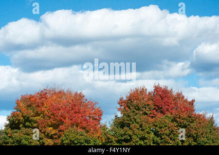 Die wechselnden Farben der Blätter an den Spitzen der beiden Bäume im Prospect Park in Brooklyn, New York. Stockfoto