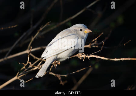 Ein Leucistic, völlig weiß, Haussperling. Stockfoto