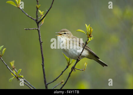 Ein Fitis anzeigen in Weide mit frischen Frühling schießt, Ashdown Forest, East Sussex, UK Stockfoto