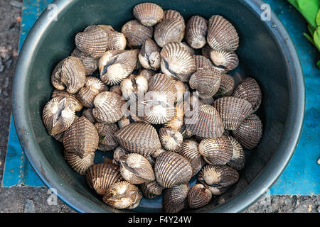 Ein frisches Dreiecksmuscheln Fisch zum Verkauf an den lokalen Markt Sonntagsmarkt, Fokus auf das Zentrum Herzmuscheln und flachen DOF gerichtet. Stockfoto