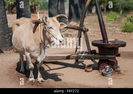 Zebu-Rinder tragen ein Joch Geschirr, bereit zu gehen in einem Kreis, eine traditionellen Erdnussöl Mühle in Zentral-Myanmar (Burma) zu fahren. Stockfoto