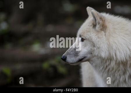 Berlin, Deutschland. 22. Oktober 2015. Ein Alaska-Wolf blickt sie in die Ferne in seinem Gehege im Zoo in Berlin, Deutschland, 22. Oktober 2015. Foto: PAUL ZINKEN/DPA/Alamy Live-Nachrichten Stockfoto