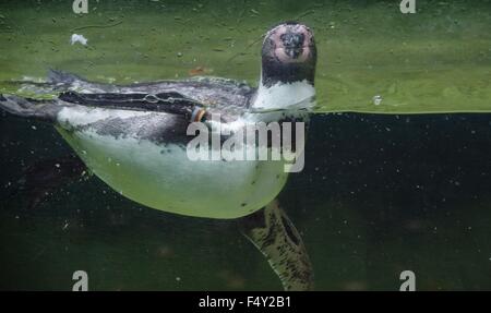 Berlin, Deutschland. 22. Oktober 2015. Ein Pinguin schwimmt gegen das Glas von seinem Gehege im Zoo in Berlin, Deutschland, 22. Oktober 2015. Foto: PAUL ZINKEN/DPA/Alamy Live-Nachrichten Stockfoto