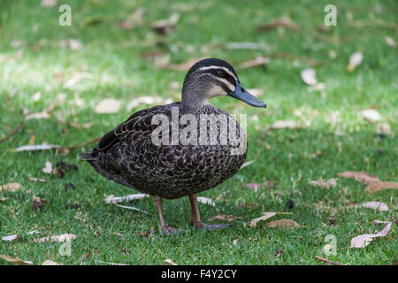 Pazifische schwarze Ente (Anas Superciliosa) Western Australia. Stockfoto