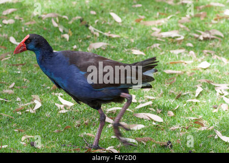 Lila Swamphen (Porphyrio Porphyrio) oder afrikanischen Purpurhuhn, Purpurhuhn Stockfoto