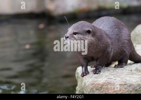 Berlin, Deutschland. 22. Oktober 2015. Eine Orienatal kleine krallte Otter im Zoo in Berlin, Deutschland, 22. Oktober 2015. Foto: Paul Zinken/Dpa/Alamy Live News Stockfoto