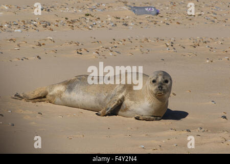 Seehunde ruhen am Sandstrand Stockfoto