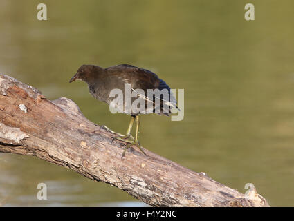 Juvenile Teichhuhn stehend auf Ast Stockfoto