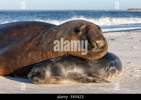 Südlichen See-Elefanten Stockfoto