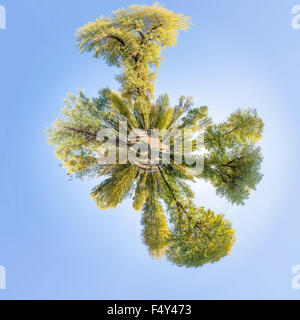 360-Grad-polar Panorama der verschiedenen Bäume und Sträucher im Park während einem späten Sommernachmittag. Weiche weiße Wolken fließen die Stockfoto