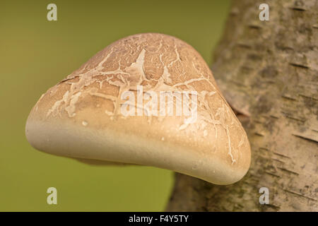Nahaufnahme von einem Piptoporus Betulinus, Birke Halterung, Birke Halterung (Piptoporus Betulinus), wachsen auf einer Birke im Herbst Stockfoto