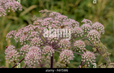 Nahaufnahme der Wild Angelica (Angelica Sylvestris) mit einem Käfer, Bienen und Marienkäfer an der Spitze vor einem unscharfen Hintergrund. Stockfoto