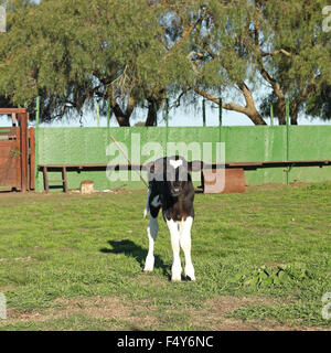 Kleines Kalb Leder schwarz und weiß in einem Bauernhaus Stockfoto