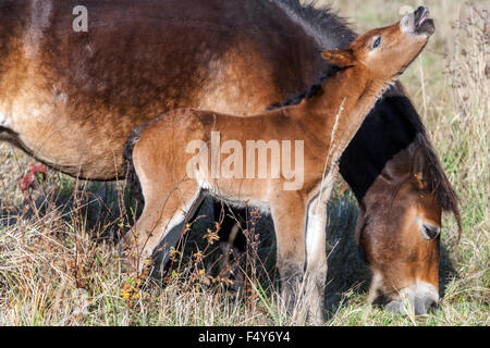 Exmoor Fohlen Pony, EINE Stute mit einem neugeborenen Fohlen, grast auf Herbstgras Tschechien, Wild Horses from Exmoor UK Stockfoto
