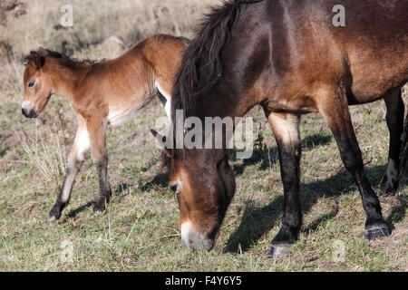 Stute und Fohlen, Exmoor Ponys, Tschechische Republik, vom Exmoor Ponys UK Stockfoto