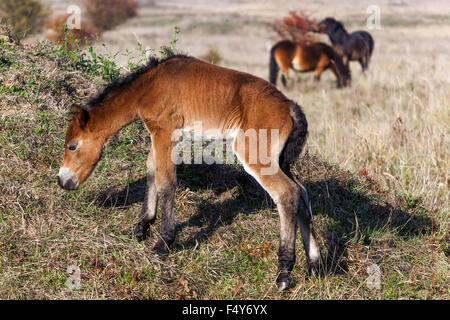 Exmoor Fohlen neugeborenes colt Pony, Tschechische Republik Stockfoto