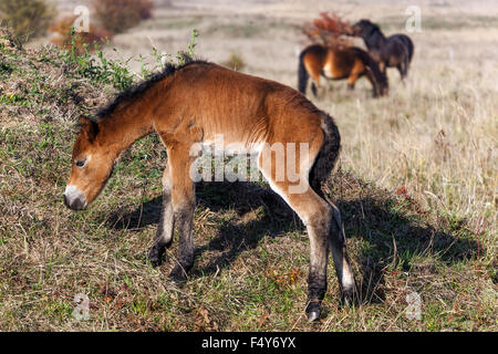 Exmoor-Fohlen neugeborenes Hengst-Pony, Tschechische Republik Exmoor-Ponyfohlen Stockfoto