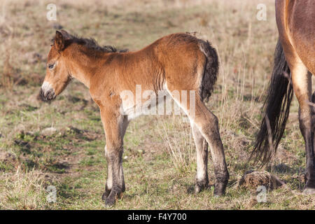 Exmoor Ponys, Tschechische Republik, vom Exmoor Ponys UK Stockfoto