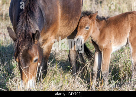 Exmoor Fohlen Ponys, Wild Horses EINE Stute, die mit einem neugeborenen Fohlen Tschechien grast, Ponys aus Exmoor UK Stockfoto