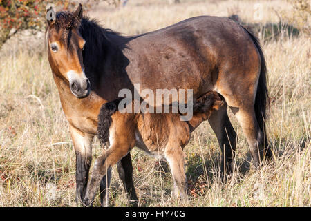 Exmoor Fohlen Pony Exmoor Ponys Herbstwiesen Landschaft wilde Pferde aus dem englischen Exmoor, Milovice Tschechien, in die tschechische Landschaft eingeführt Stockfoto