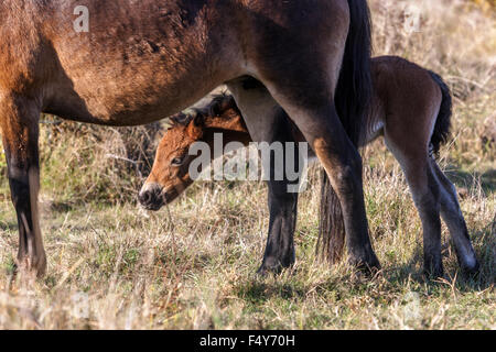 Exmoor Fohlen Ponys, STUTE mit neugeborenem Fohlen, Tschechien, Ponys aus Exmoor UK Stockfoto