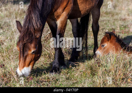 Stute Fohlen Exmoor Ponys Wildpferde Stute Weide Gras Herbst Wiese Fohlen liegend Wildpferd Tierpferde Pony Exmoor Pony naturalistische Weide Weide Huftiere Stockfoto