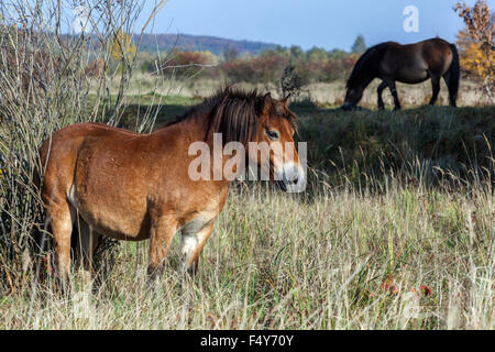 Wildpferde Weiden altes Gras Exmoor Ponys Tschechische Republik, Wildpferde Weiden Gras Herbst Gras Buschland, naturalistische Weide Wiesen Landschaft Outdoor, ländliche ehemalige Militärzone Tiere umweltfreundliche Natur, Huftiere Exmoor Ponys Milovice Tschechische Republik Europa, Ponys von Exmoor UK Stockfoto