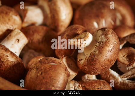 Crimini Pilze im studio Stockfoto