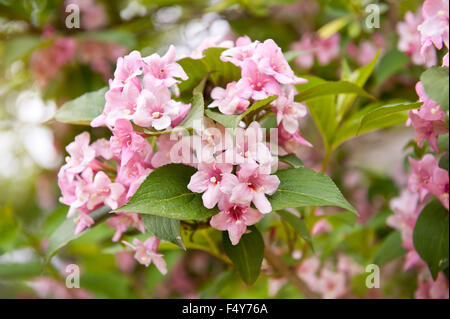 Weigela rosa blühende Pflanze, Strauch wächst in Polen, Europa, dekorative Blume in die Caprifoliaceae-Familie im Garten... Stockfoto