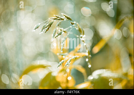 Grass scheint im Regen, Regentropfen funkelt in der Sonne auf die goldenen Grünpflanze Closeup, glitzernde Rasen nass der Regentropfen Stockfoto