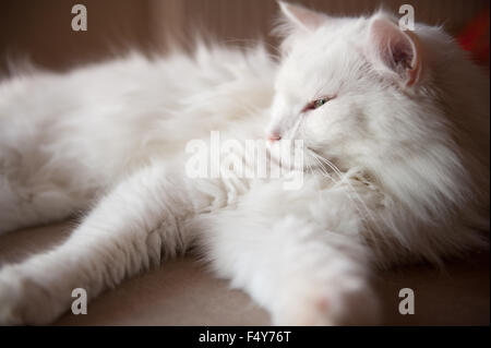 Türkische Angorakatze schläfrig, Ankara Kedisi oder Ankara Katze, heimischen Rasse weiße Langhaar Katze Portrait, Tier im Horizontal liegend Stockfoto