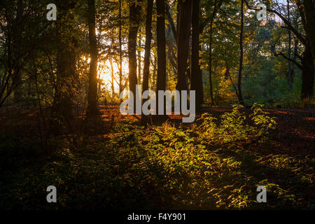 Ein Goldener Sonnenuntergang auf Englisch Woodland in Hanbury, Worcestershire. Stockfoto