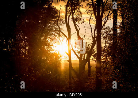 Ein Goldener Sonnenuntergang auf Englisch Woodland in Hanbury, Worcestershire. Stockfoto