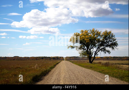 Ein einsamer Baum auf einer Straße in der Prärie. Stockfoto
