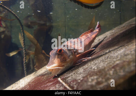 Tub Gurnard ruht auf Rumpf eines versunkenen Metall zu versenden, zu atmen und Spülwasser durch Kiemen Stockfoto