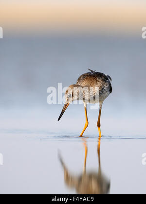 Gemeinsamen Rotschenkel im August Gefieder Morgen See Stockfoto