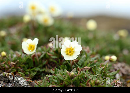 Arktis, Spitzbergen, Faksevagen. Gruppe von blühenden Mountain Avens (Dryas Octopetala). Stockfoto