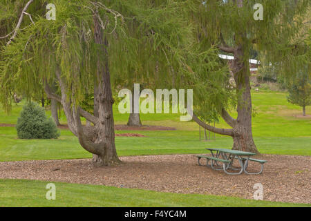 Evergreen trees and foliage in a public park Tacoma Washington state. Stockfoto