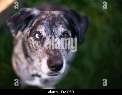 Dieser einzigartige Hund schaut Sie mit wunderbaren Vorfreude Stockfoto