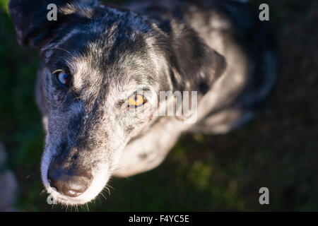 Dieser einzigartige Hund schaut Sie mit wunderbaren Vorfreude Stockfoto