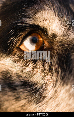 Tiere im Auge ist halb weiß und braun für einen intensiven Blick Stockfoto