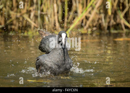 Schwarzen Blässhuhn, Fulica Atra, bekommt eine Erfrischung durch die Reinigung selbst, aber auf der Wasseroberfläche. Stockfoto