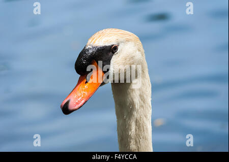 Close-up Portrait von Wet Mute swan Kopf und Gesicht mit Wassertropfen auf Federn, gegen verschwommenen Hintergrund. Stockfoto