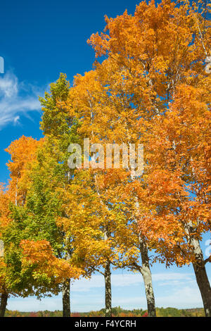 Eine Reihe von bunten Herbst Bäume mit hellen goldenen Blätter gegen blauen Himmel Stockfoto