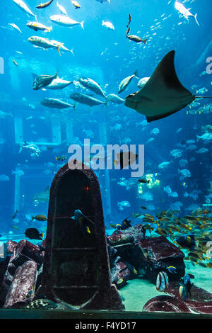 Foto von einem tropischen Fischen an einem Korallenriff in Dubai aquarium Stockfoto