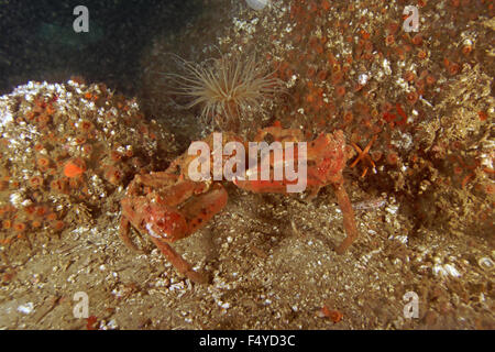 Krabben und Rohr Wurm auf sandigen Meeresboden im Kelpwald unter Wasser am California reef Stockfoto