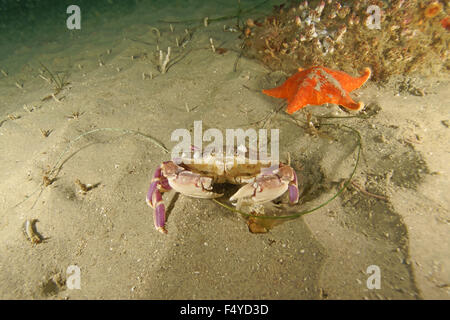 Krabben und Seesterne auf sandigen Meeresboden im Kelpwald unter Wasser am California reef Stockfoto