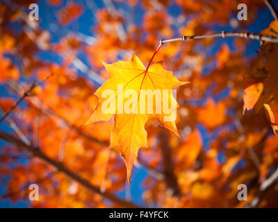 Die lodernden Farben gold und roter eines Blattes Zucker-Ahorn (Acer Saccharum) in Saskatoon, Saskatchewan, Kanada. Stockfoto