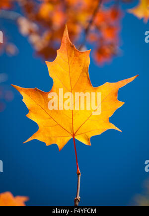 Die lodernden Farben gold und roter eines Blattes Zucker-Ahorn (Acer Saccharum) in Saskatoon, Saskatchewan, Kanada. Stockfoto